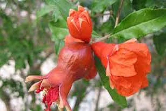 تصویر 4 از خرید و قیمت گیاه گلنار فارسی + فروش عمده